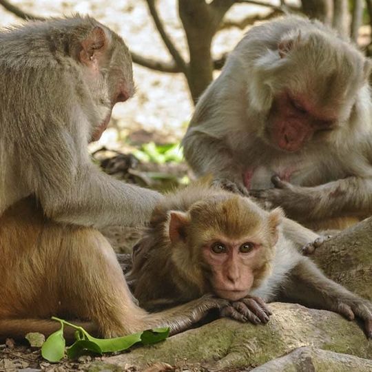 Thanksgiving Monkey Business