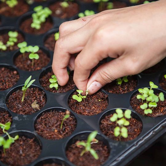 Gratitude Collateral: The Seeds That Grow For Others